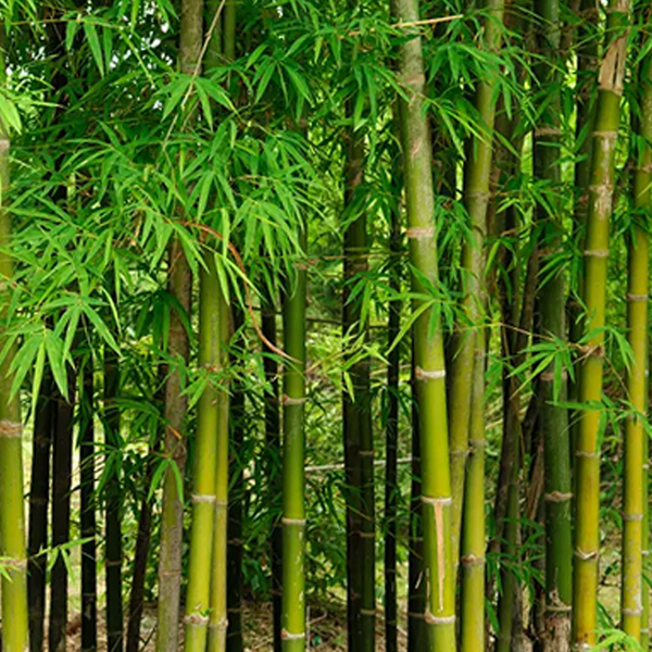 Bamboo Vinegar