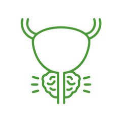 Weeks 6–8: Prostate & Long-Term Wellness
