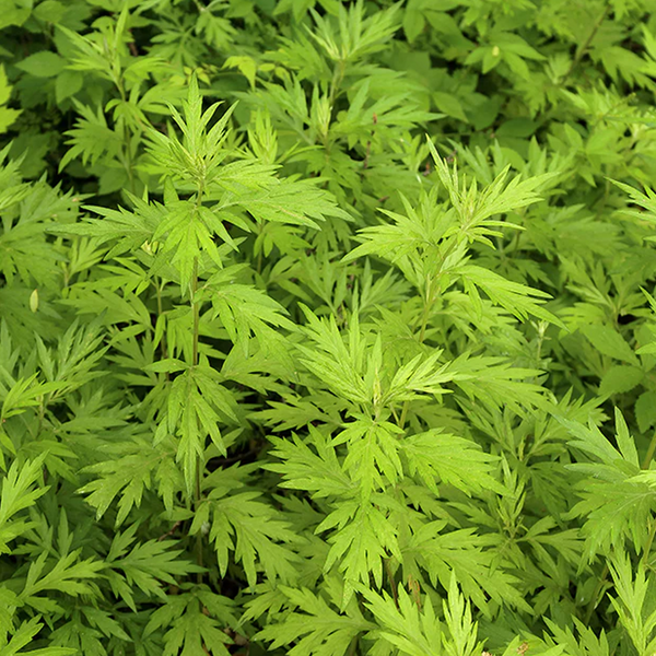 Wormwood Extract